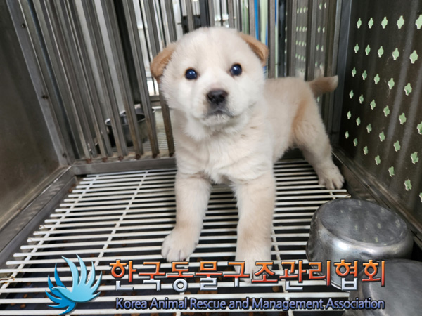 한국동물구조관리협회_441409202500183